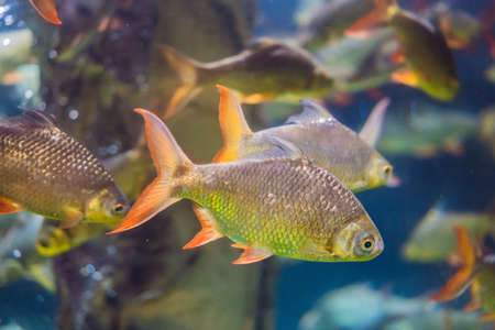 aquarium colourfull fishes in dark deep blue waterの写真素材