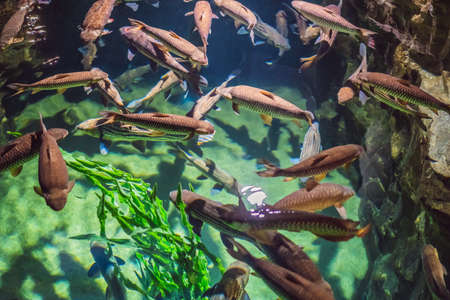aquarium colourfull fishes in dark deep blue water