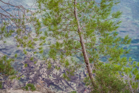 Panoramic summer landscape of the beautiful green Royal park Milocer on the shore of the the...