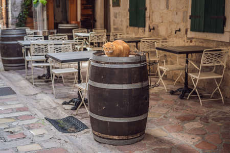 Cat on the street of Kotor, the city with the cats in Montenegroの写真素材