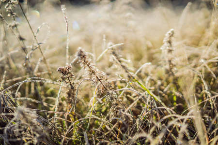 Winter morning frost on grass in meadow field. Close up ice on grass in field. Cold ice in winter season weather. Beautiful frost ice crystals on grass in gardenの写真素材