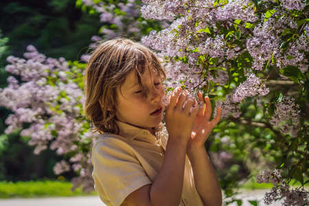 Little boy sniffing lilac bush. Concept of seasonal flowering and allergiesの写真素材