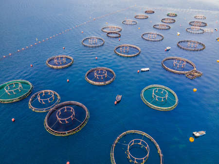 Oyster farm in the Mediterranean. Montenegro, Kotor