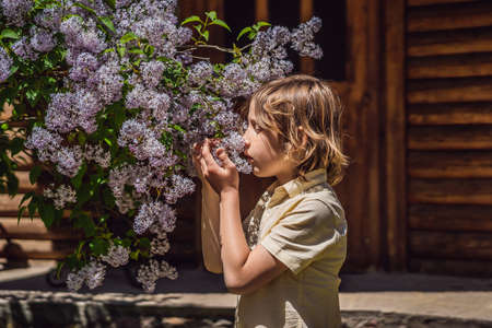 Little boy sniffing lilac bush. Concept of seasonal flowering and allergiesの写真素材