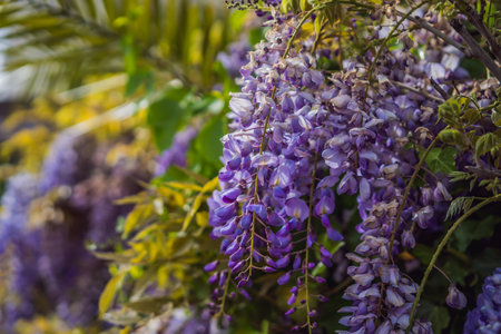Wisteria in bloom. Tender young wisteria vine. Selective focus. Tender young wisteria vine. Selective focusの写真素材
