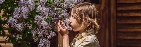 Little boy sniffing lilac bush. Concept of seasonal flowering and allergies BANNER, LONG FORMAT