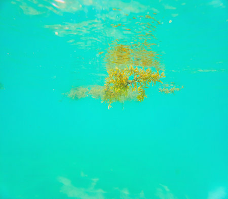Closeup underwater shot of brown Sargassum algae floating at surface of shallow tropical seaの写真素材