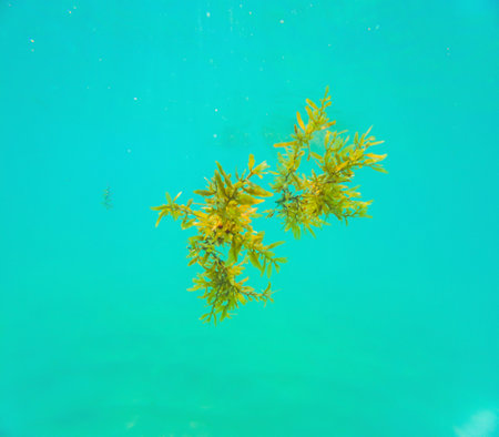 Closeup underwater shot of brown Sargassum algae floating at surface of shallow tropical seaの写真素材