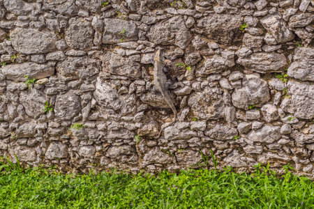 Lizard on the stone wall of an ancient fortressの写真素材
