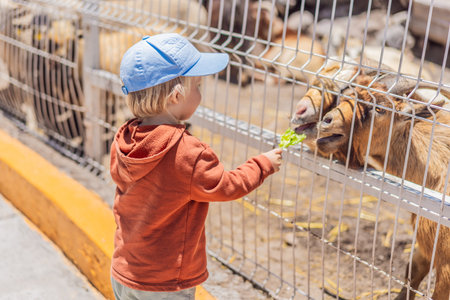Little boy feeding goats on a farm, enjoying animal interaction, nature, and learning responsibility. Wholesome childhood and outdoor activity conceptの写真素材