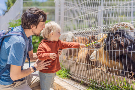 Father and his young son feeding goats on a farm, enjoying family bonding, animal interaction, and outdoor activity. Wholesome childhood and learning conceptの写真素材