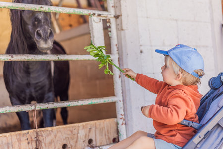 Young boy feeding a foal on a farm, enjoying close animal interaction, nature, and learning responsibility. Family bonding, wholesome childhood, and outdoor activity conceptの写真素材