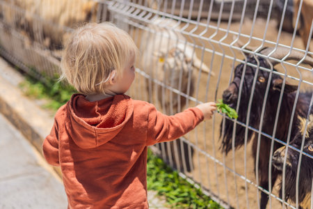 Little boy feeding goats on a farm, enjoying animal interaction, nature, and learning responsibility. Wholesome childhood and outdoor activity conceptの写真素材