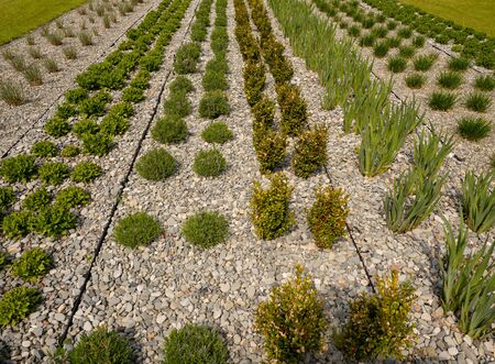 Ornamental plants planted in rows in open space, bushes are planted in rows.の写真素材