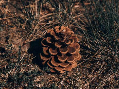 Fir cone in the forest close up, close up of a bunch of cones.の写真素材