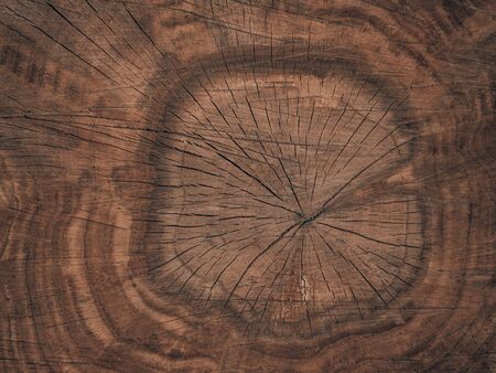 Wood slice, stump, brown wooden background. Cross section of the trunk of an oak grove shows growth rings.の写真素材