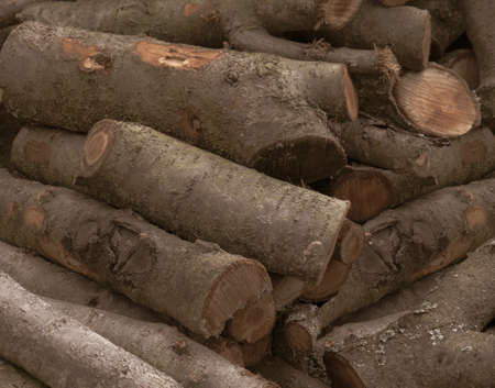 Firewood closeup, firewood background, forest, firewood, spruce, detailed close up texture of...