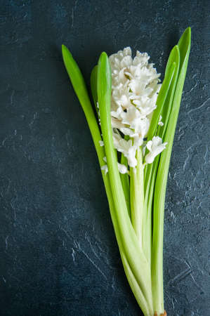 White single hyacinth on a black stone background. Copy Space and top view.の写真素材