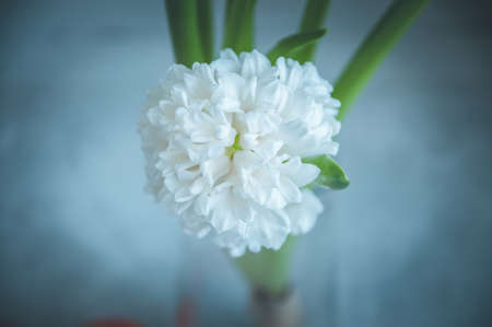White hyacinth flower on a stone background. Close up. Toned.の写真素材