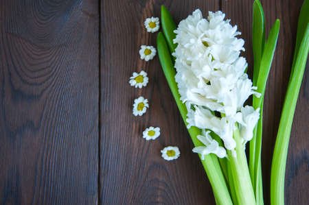 White hyacinth and little chamomile flowers on a wooden background. Close up and copy space.の写真素材