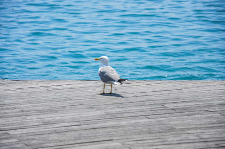 Seagull portrait against The Mediterranian sea on the background. The bird is standing on a wooden...