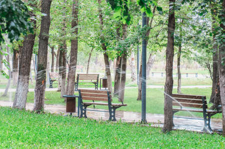Green city park with trees and benches at early morningの写真素材
