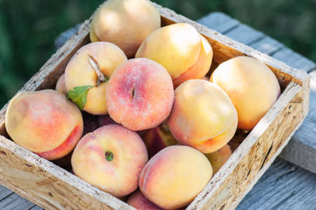 Fresh ripe peaches in wooden box. Summer garden at sunny day.