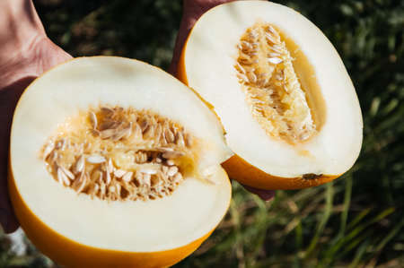Half of fresh yellow melon in hands. Picknic sunny summer day.の写真素材