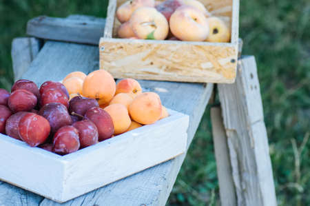 Fresh ripe plums and apricots in wooden box. Summer garden at sunny day.の写真素材
