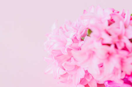 Pink hyacinth flowers on a pink backdrop. Top view and copy space.の写真素材