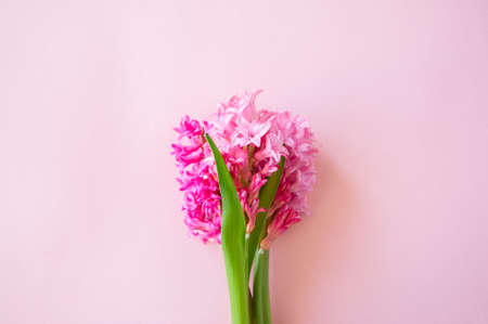 Pink hyacinth flowers on a pink backdrop. Top view and copy space.の写真素材