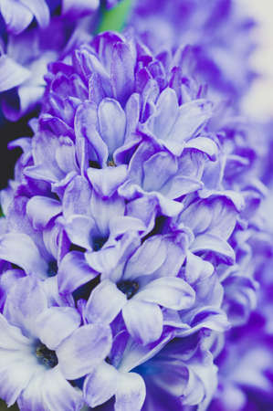 Close up of purple hyacinth flowers.Toned.