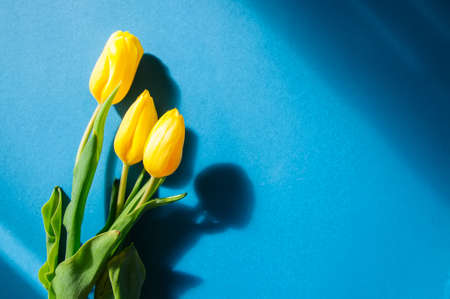 Three yellow tulips on a blue background. Top view and copy space.