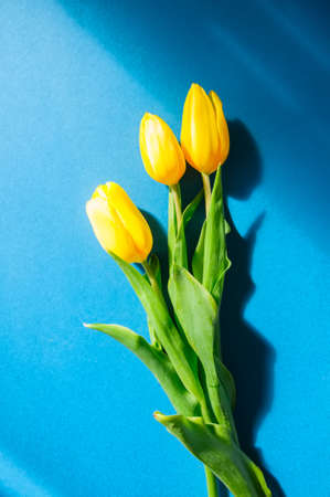 Three yellow tulips on a blue background. Top view and copy space.の写真素材