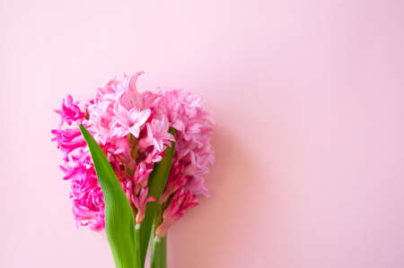 Pink hyacinth flowers bouquet on a pink background. Selective focus and copy space.の写真素材