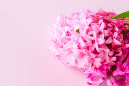 Pink hyacinth flowers bouquet on a pink background. Selective focus and copy space.の写真素材