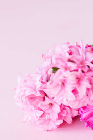 Pink hyacinth flowers bouquet on a pink background. Selective focus and copy space.の写真素材