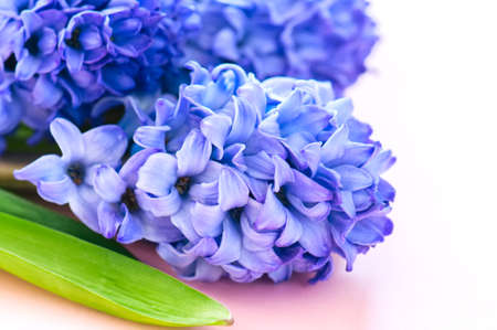 Group of hacinth flowers on a pibk background. Close up and copy space.の写真素材