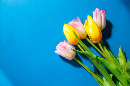 Bouquet from five yellow and pink tulips on a blue background. Top View and copy space.の写真素材