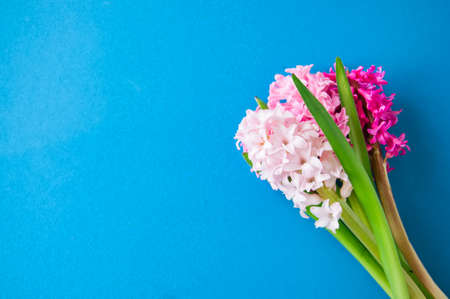 Beautiful hyacinth flowers bouquet on a blue background. Top view and copy space.の写真素材