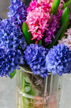 Bouquet of hyacinth flowers in vase. Close up.の写真素材