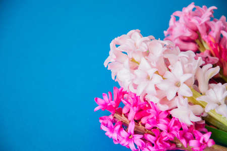 Beautiful hyacinth flowers bouquet on a blue background. Top view and copy space.の写真素材