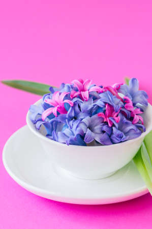 Group of violet and magenta petals of hyacinth flower in a white bowl on a magenta background. Close...