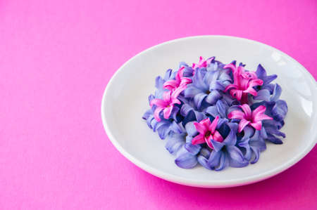 Group of violet and magenta petals of hyacinth flower in a white plate on a magenta background. Top view and copy space.の写真素材