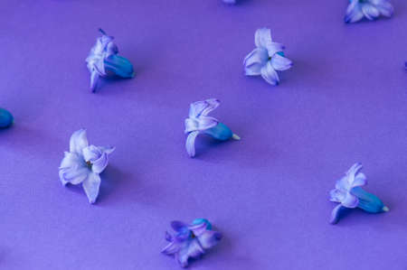 Violet petals of hyacinth flower on a violet background. の写真素材