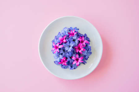 Group of violet and magenta petals of hyacinth flower in a white plate on a pink background. Top view and copy space.の写真素材