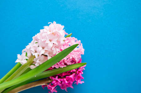 Bouquet of hyacinth flowers on a blue background. Top view and copy space.