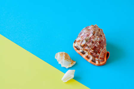 Three seashells on a duotone baclground. Copy space.