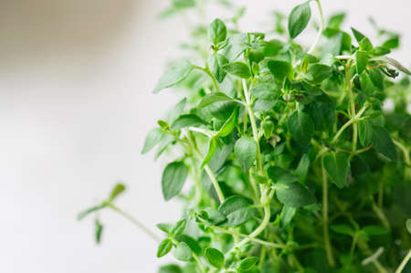 Home gardening concept. Fresh home growth thyme in a pot. Close up. Toned. Selective focus.の写真素材