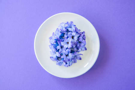 Group of violetpetals of hyacinth flower on violet background. Top view.の写真素材